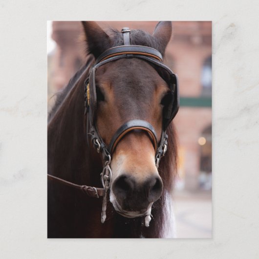 Pferdepostkarte Postkarte (Vorderseite)