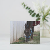 Pferdepostkarte Postkarte (Stehend Vorderseite)