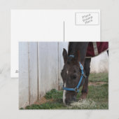 Pferdepostkarte Postkarte (Vorne/Hinten)