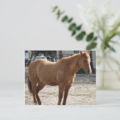 Pferdepostkarte Postkarte (Stehend Vorderseite)
