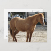 Pferdepostkarte Postkarte (Vorne/Hinten)