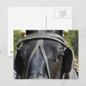 Pferdepostkarte Postkarte (Vorne/Hinten)