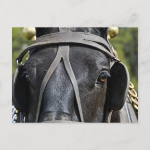 Pferdepostkarte Postkarte