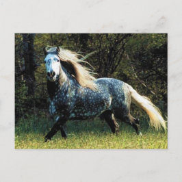 Pferdepostkarte Postkarte