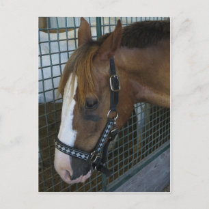 Pferdeprofil Postkarte