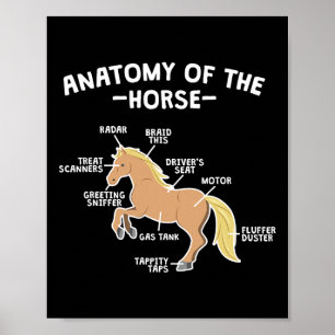 Pferdepun-Anatomie von Pferderücken Poster