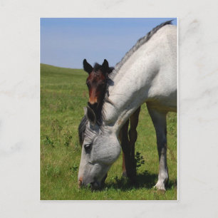 Pferderennbauernhof Zerstörung der Natur Postkarte