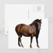 Pferderennen Postkarte (Vorne/Hinten)