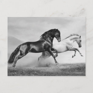 Pferderennlauf Postkarte