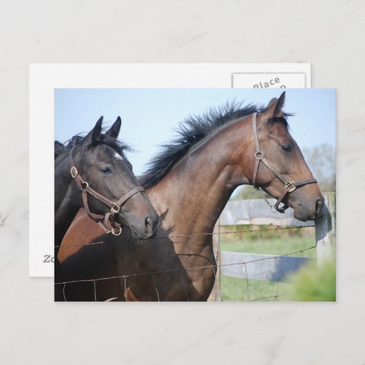 Pferderennstrecke Postkarte (Vorne/Hinten)