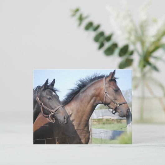 Pferderennstrecke Postkarte (Stehend Vorderseite)