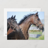 Pferderennstrecke Postkarte (Vorne/Hinten)