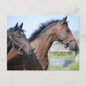 Pferderennstrecke Postkarte (Vorderseite)