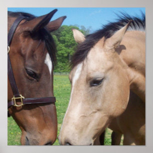PferdeRomance Plakat-Druck Poster