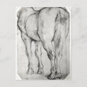 Pferderücken Postkarte (Vorderseite)