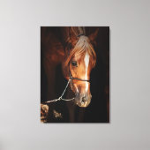 Pferdesammlung: arabisch rot leinwanddruck (Vorderseite)