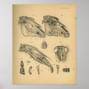 Pferdeschädel Anatomie 1908 Vintage Druck Poster