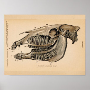 Pferdeschädel-Zahn-Anatomie Französischer Vintage- Poster