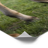 Pferdeschimmel und Kalt auf dem Feld Poster (Ecke)