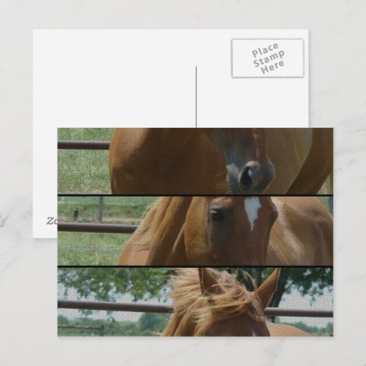 Pferdeschuss Postkarte (Vorne/Hinten)