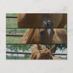 Pferdeschuss Postkarte