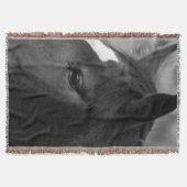 Pferdeschwalbe Decke (Vorderseite)