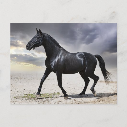 Pferdeschwalbe - Hallo, danke, Liebe Postkarte (Vorderseite)