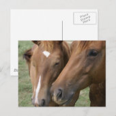 Pferdeschwalbe Postkarte (Vorne/Hinten)