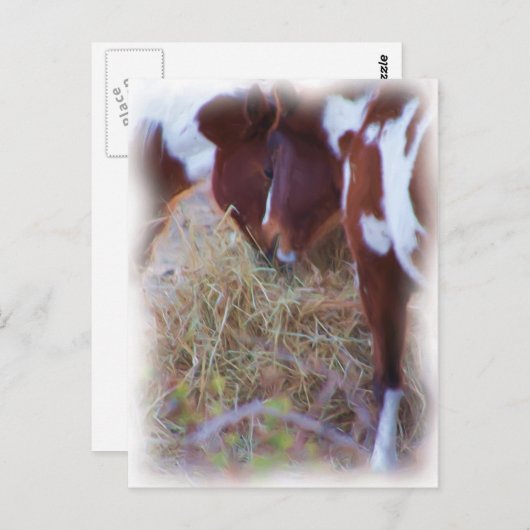 Pferdeschwanz Postkarte (Vorne/Hinten)