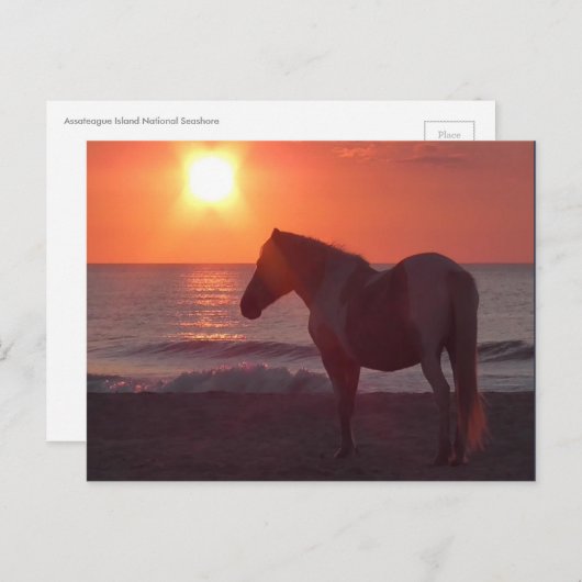 Pferdeschwur Postkarte (Vorne/Hinten)