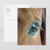 Pferdesicht Postkarte (Vorne/Hinten)