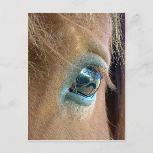 Pferdesicht Postkarte (Vorderseite)