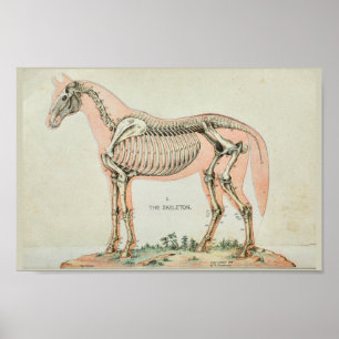 PferdeSkeleton Vintager Anatomie-Druck Poster