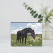 Pferdestech Postkarte (Stehend Vorderseite)