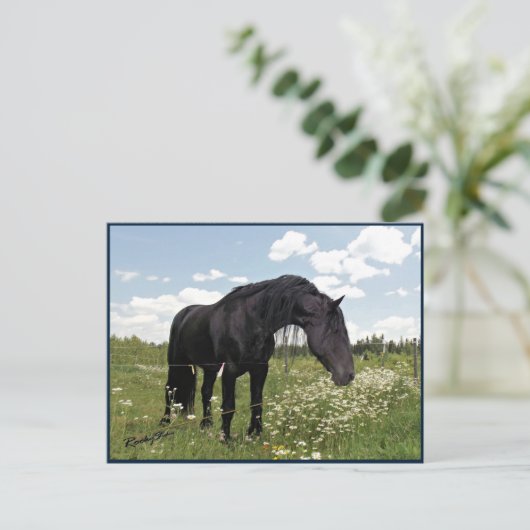 Pferdestech Postkarte (Stehend Vorderseite)