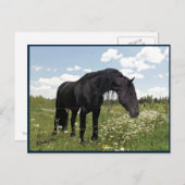 Pferdestech Postkarte (Vorne/Hinten)