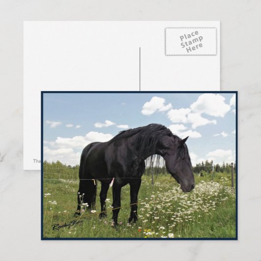 Pferdestech Postkarte (Vorne/Hinten)