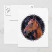 Pferdesterne Postkarte (Vorne/Hinten)