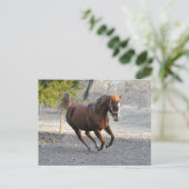 Pferdesternkarte Postkarte (Stehend Vorderseite)