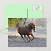 Pferdesternkarte Postkarte (Vorne/Hinten)