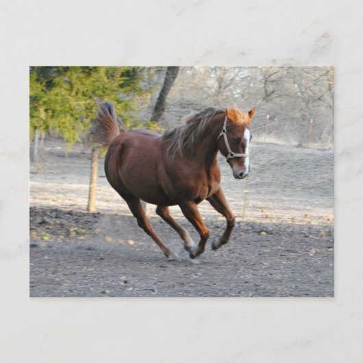 Pferdesternkarte Postkarte (Vorderseite)