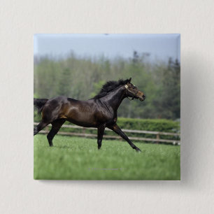 PferdeThoroughbreds, Wassl 1988, Button
