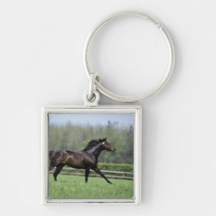 PferdeThoroughbreds, Wassl 1988, Schlüsselanhänger