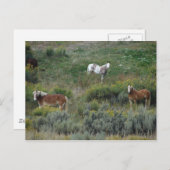 Pferdetrio Postkarte (Vorne/Hinten)