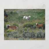 Pferdetrio Postkarte (Vorderseite)