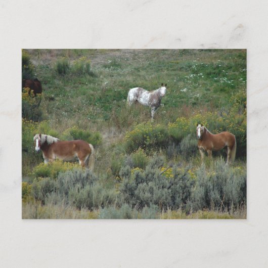 Pferdetrio Postkarte (Vorderseite)