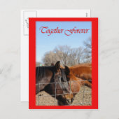 PferdeValentinsgruß III Feiertagspostkarte (Vorne/Hinten)