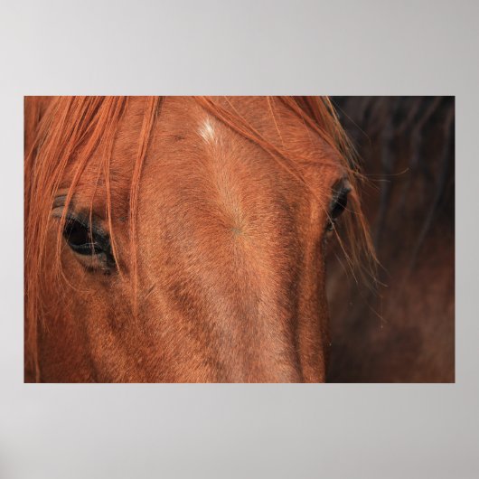 Pferdeverborge Poster (Vorne)