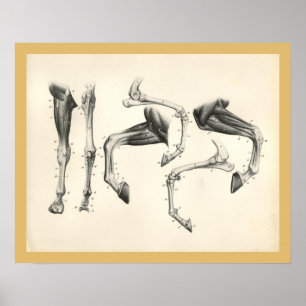 Pferdeveterinärbein-Knochen-Muskel-Anatomie-Druck Poster