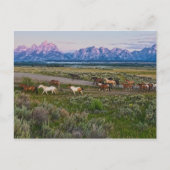 Pferdewanderung Postkarte (Vorderseite)